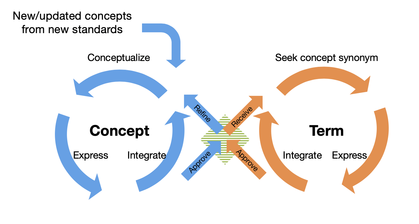 Concept-Term interaction cycle